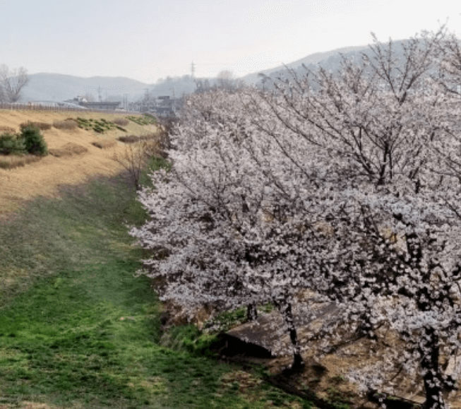 경기도 벚꽃명소 의왕 백운호수