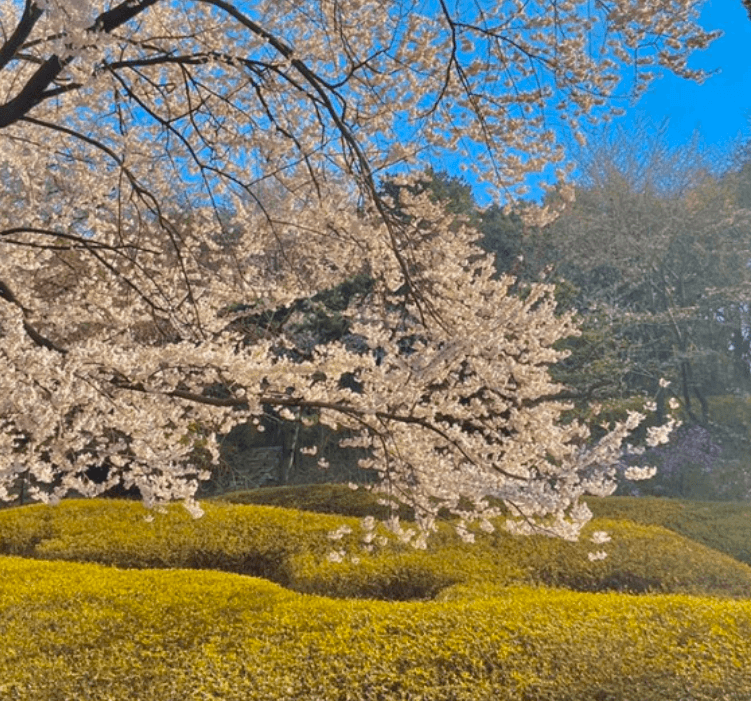 경기도 벚꽃명소 언덕