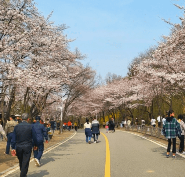 인천 벚꽃명소 인천대공원