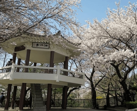 인천 벚꽃명소 수봉공원