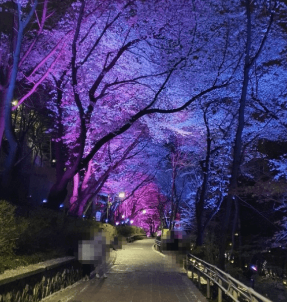 인천 벚꽃명소 자유공원