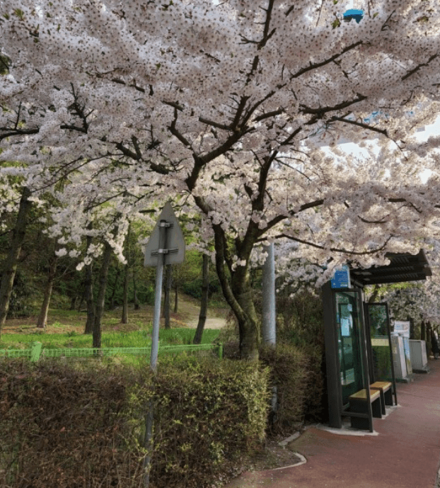 인천 벚꽃명소 월미공원