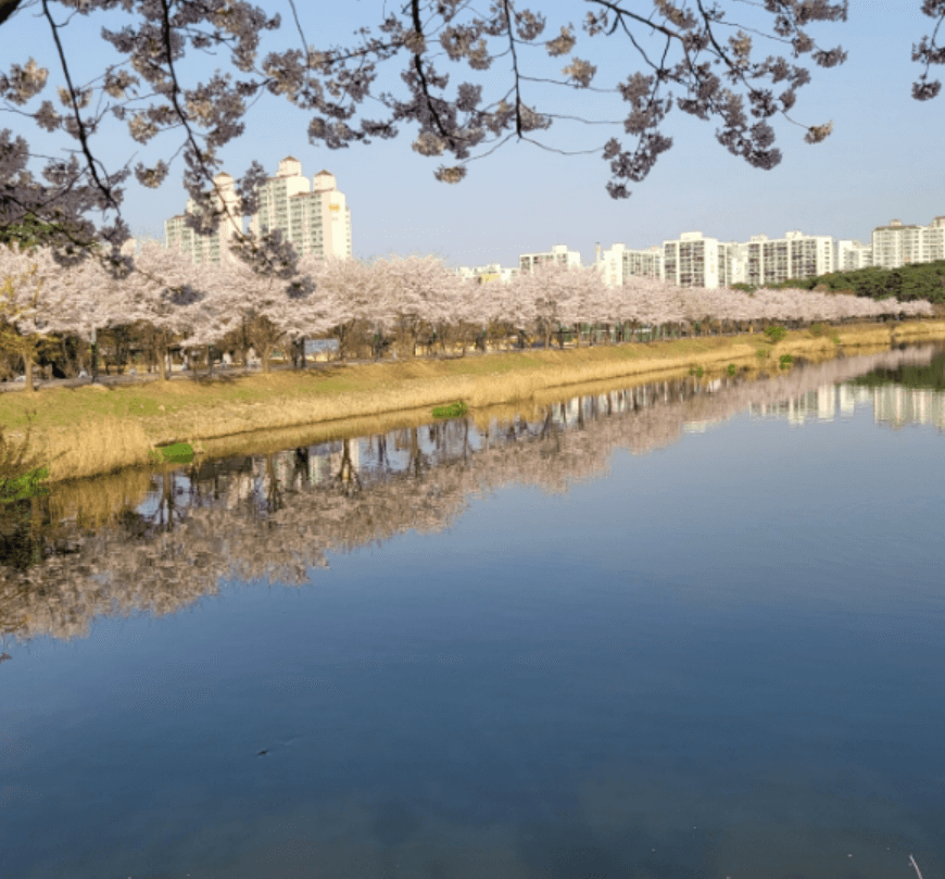 경기도 벚꽃명소 만석공원