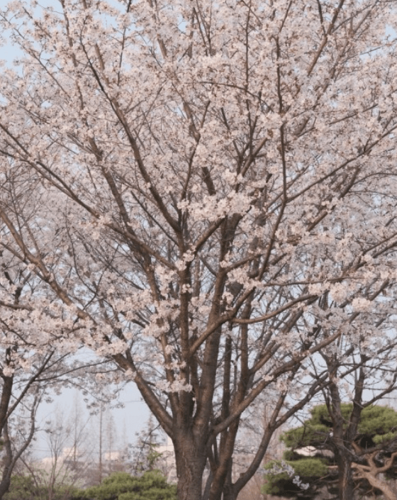 인천 벚꽃명소 부평공원