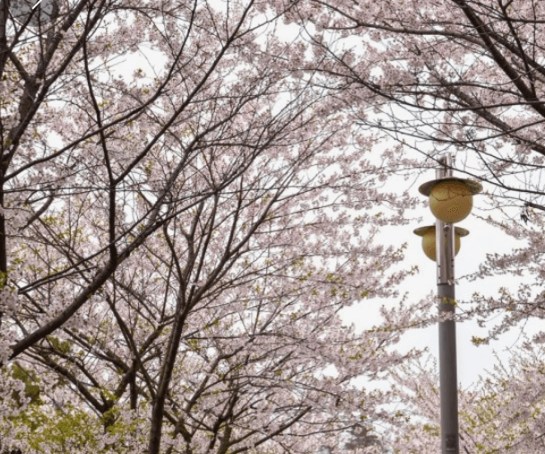 인천 벚꽃명소 세계숲