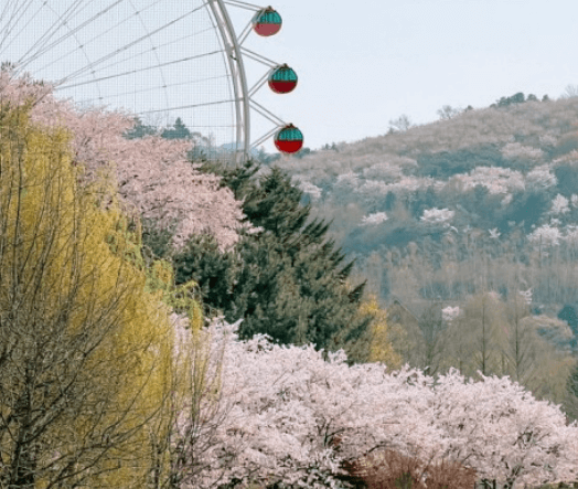 경기도 벚꽃명소 서호공원