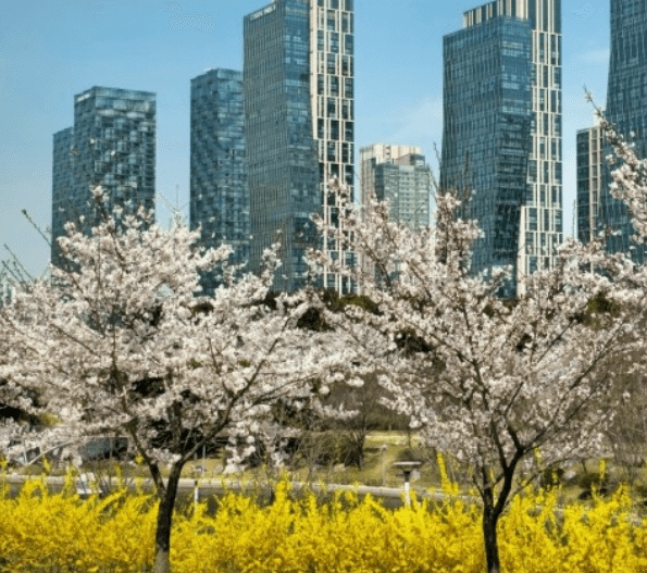 인천 벚꽃명소 센트럴파크