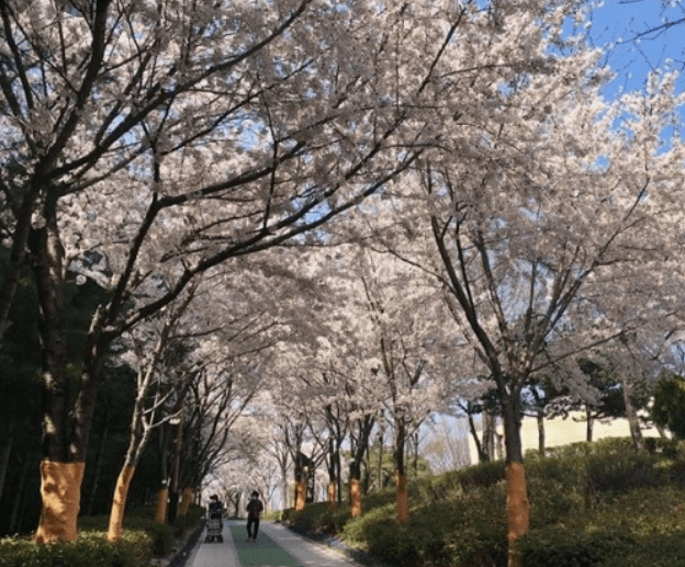 인천 벚꽃명소송현근린공원